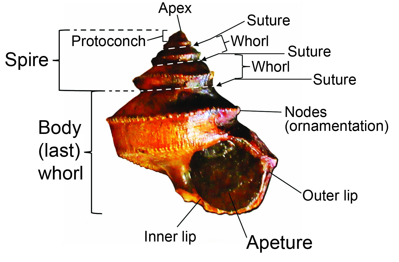 Figure 2: Descriptive terminology for Worthenia tabulata.